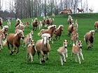 Haflinger Gestüt Meura