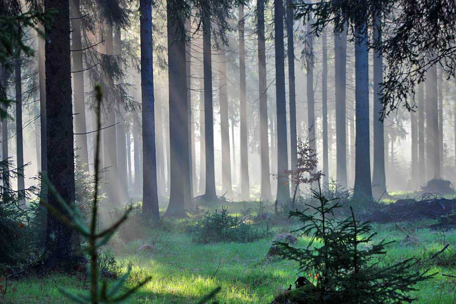 Fotoimpression Steinersmühle Neumannsgrund 